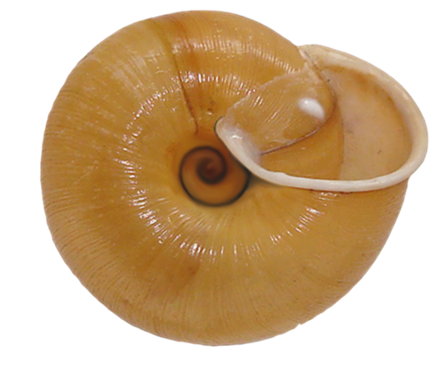 VA Land Snails